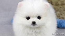 博美犬怎么养:45天幼犬博美怎么喂养？