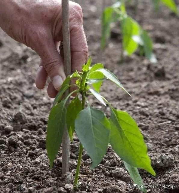 辣椒移栽时有些萎蔫有什么办法使其快速缓苗