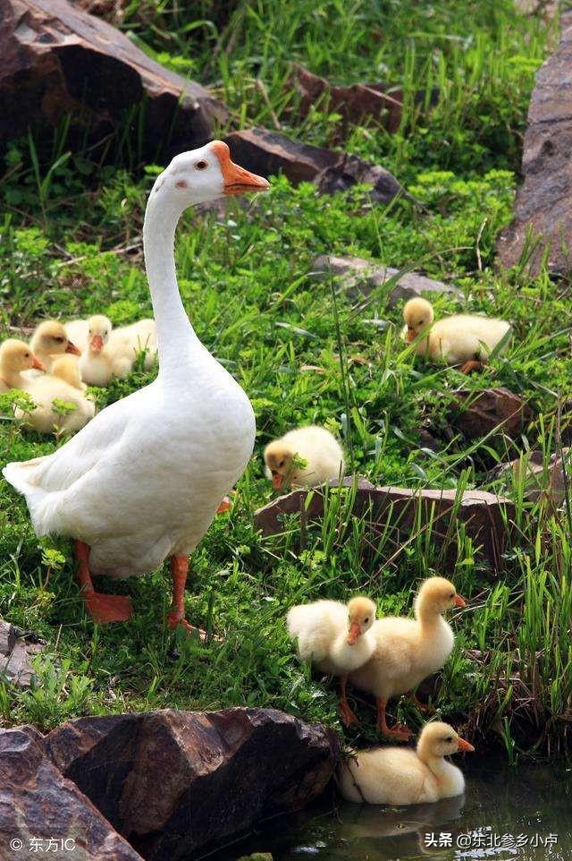 头条问答 - 鹅下蛋后自己会孵出小鹅吗?(41个回答)