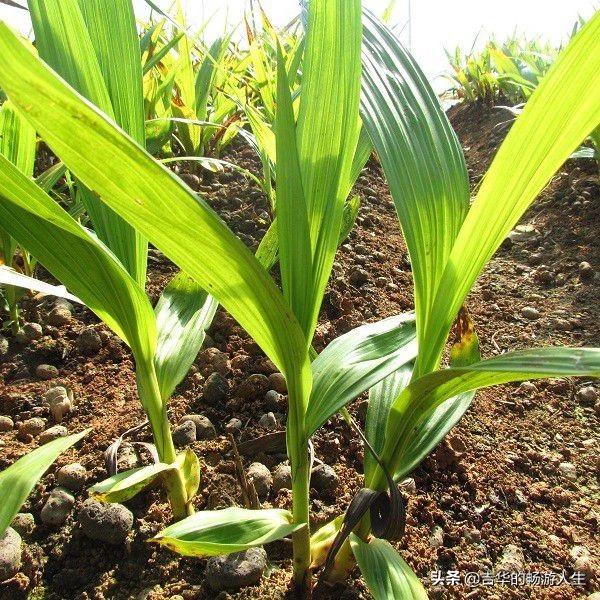 林下种植什么药材又不长草