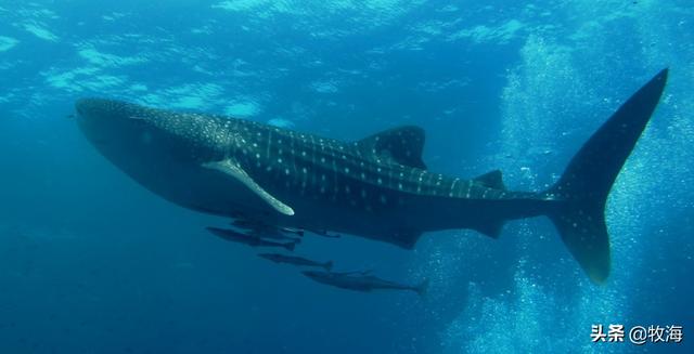 最大植物是雷曼将军树高83.8米,树木底部最大直径11.1米.