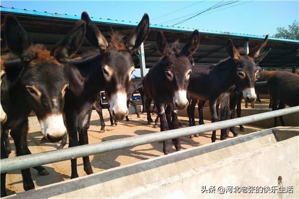 山西省羊驼养殖基地:现在羊驼价格怎样？羊驼的养殖前景与市场行情怎样？