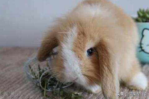 兔子吃什么草:兔子能吃什么常见的草，农村给什么草给兔子吃？