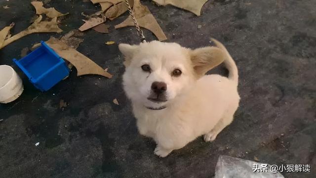 我想问一下海涛柯基馆怎么样啊:偷狗贼最爱对什么样的狗狗下手？