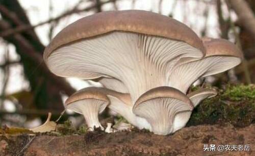 凤尾菇在我们这里叫灰平菇,有些地方也常把它叫做鸡尾菇,是人们比较常