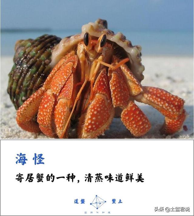 龙趸王:中国四个海哪个海里的海鲜好吃，为什么