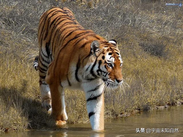 鳄鱼与牙签鸟的寓言:生物与生物之间是如何相互适应的？