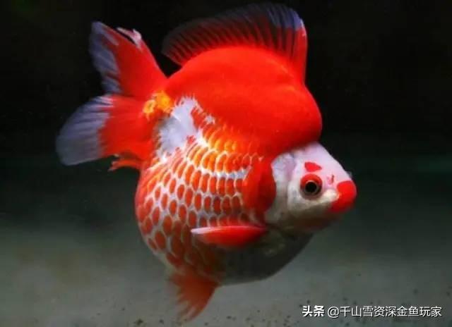 狮子头金鱼头发白:狮子头金鱼鼻子旁长出白色的东西是病吗？