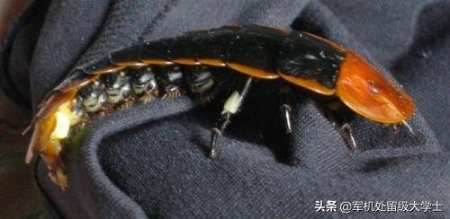 萤火虫为什么会发光:为什么萤火虫的屁股会发光？