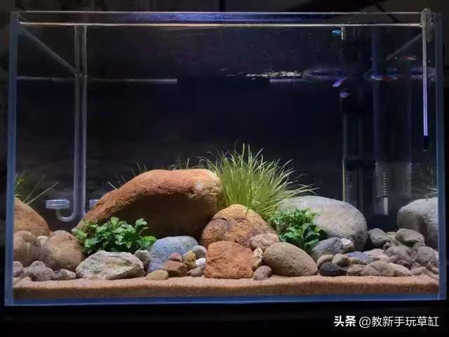 水草造景:鱼缸造景，水草寿命大约是多久？