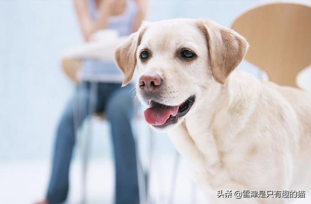 女人爱狗狗:喜欢大型狗、中型狗、小型狗的女人,有着怎样的不同性格？