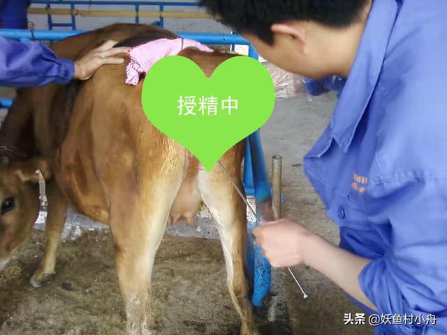 沙皮犬 奶牛场小公牛:农村家庭养殖户的奶牛进入发情期，遇到公牛生病了应该怎么处理？