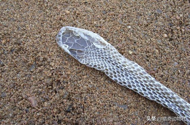 宠物蛇的寿命:宠物蛇一年可以交配几次？ 宠物蛇的寿命一般多少年