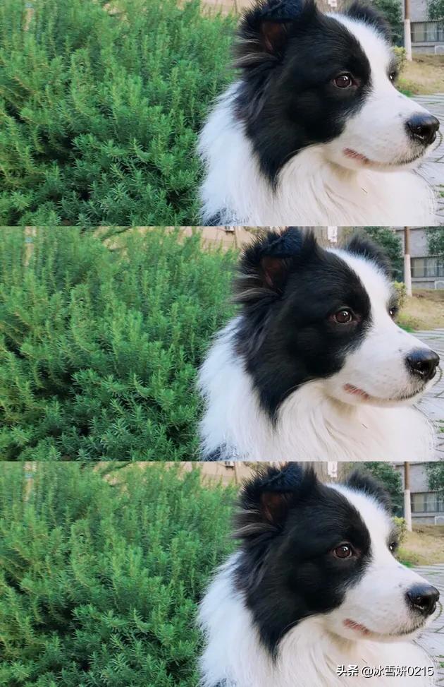 边境牧羊犬怎么养:养边境牧羊犬好吗？养它要承受什么样的事情？