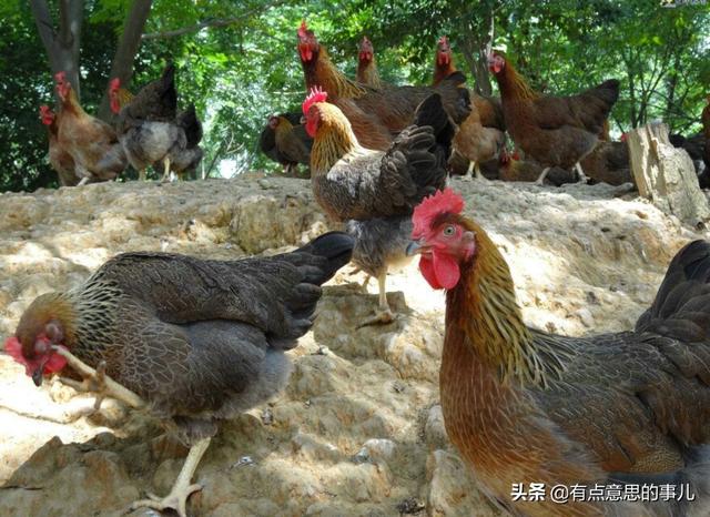 家庭养殖业:怎么利用家中的养殖场合适？