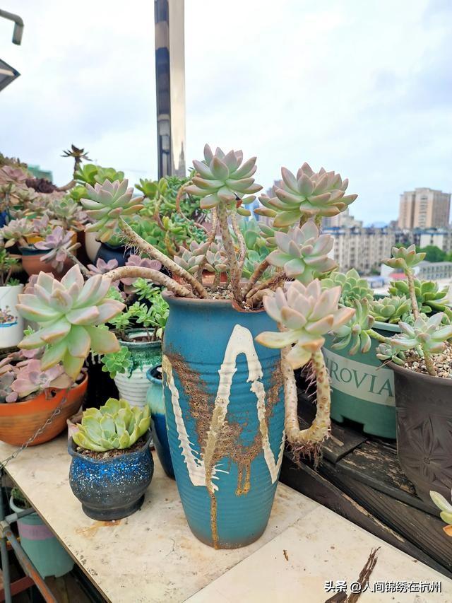 多肉植物栽培:盆栽和多肉要如何养？想自己创业大家有什么建议？