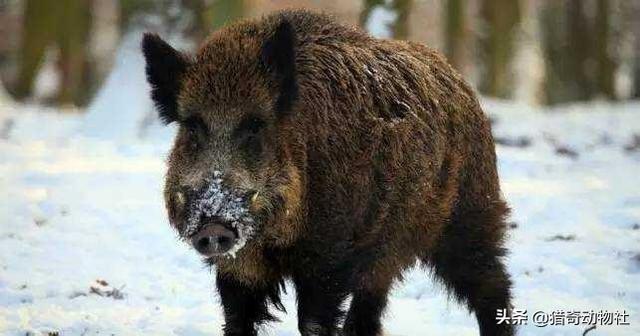 据说家猪放生会一年内野化成有獠牙的野猪,这是什么原理,进化吗