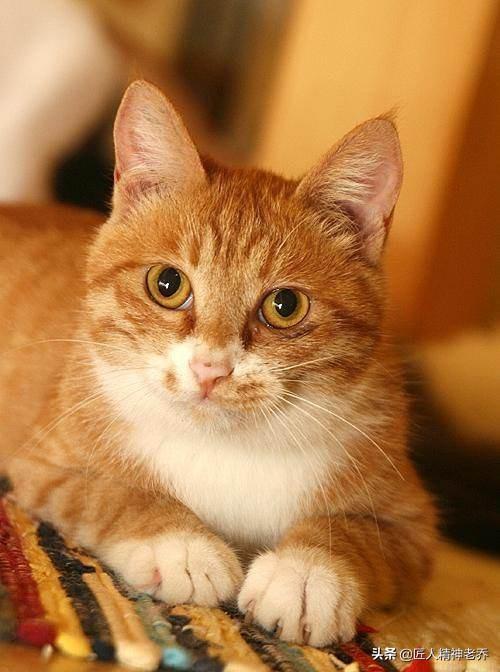 养土猫要不要打疫苗？