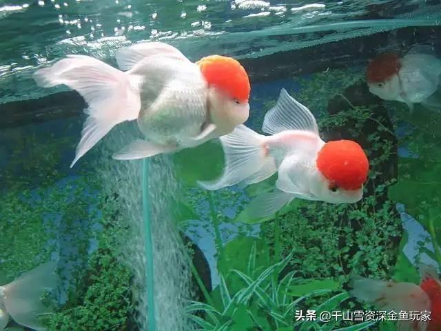 狮子头金鱼头发白:狮子头金鱼鼻子旁长出白色的东西是病吗？
