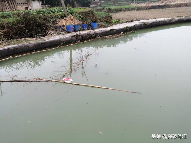 北京淡水鱼苗:北京淡水鱼苗市场 新池塘下鱼苗需要注意什么？