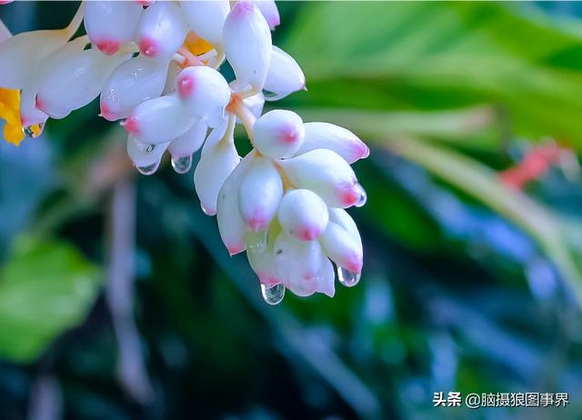 入门“残幅” “狗头”，真的能拍出质感通透的大片吗