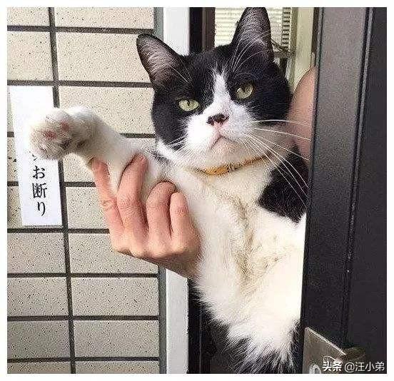 猫咪不乖:我养了一只猫，它很不乖，很凶，我能放弃它吗？ 猫咪不乖应该怎么教训