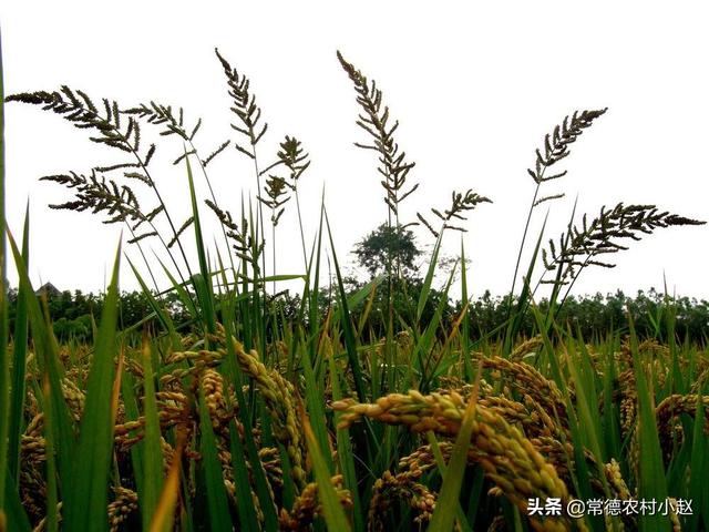 水稻田里的稗子和秧苗怎么区分？:稗子怎么读 第10张
