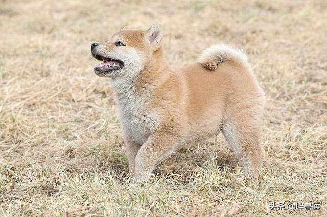 为什么有人说最好不要养3个月以内的小奶狗？插图8