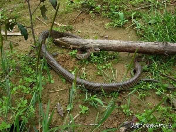 蛇的第一大克星，在农村各种蛇类的最大天敌是什么