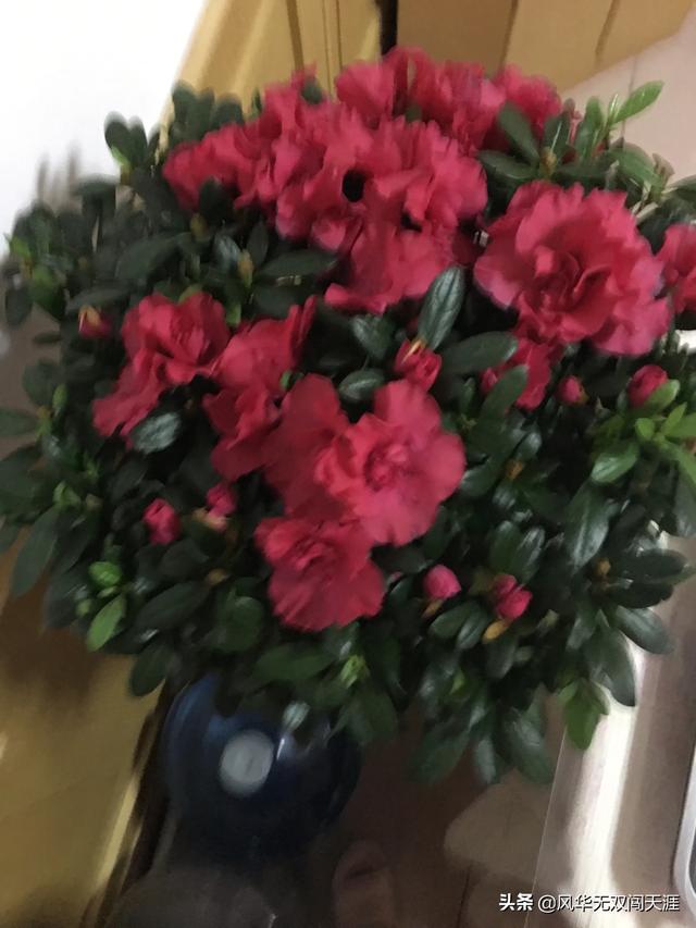 杜鹃简历:杜鹃花多久开一次花？花期会受外界因素影响吗？