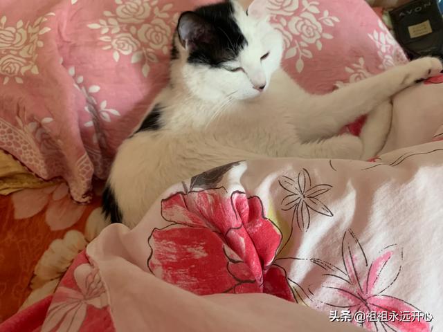 中国宠物食品排行榜:国产猫粮哪些品牌属于大厂猫粮？求推荐？