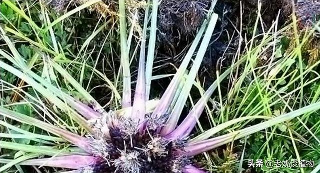 水母血兔子:名叫雪兔子的是一种怎样的植物？有用处吗？