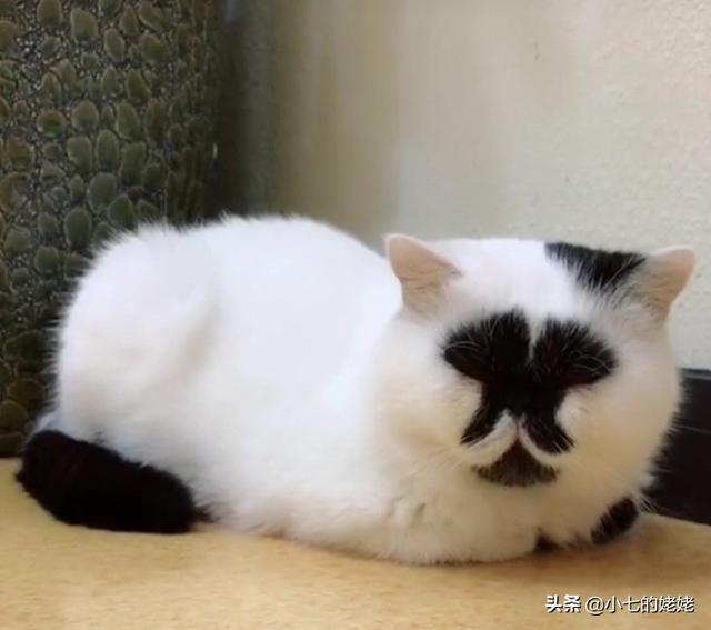 当猫爱上狗在哪里看:喜欢猫狗的女生有什么共性？ 当狗爱上猫在线观看