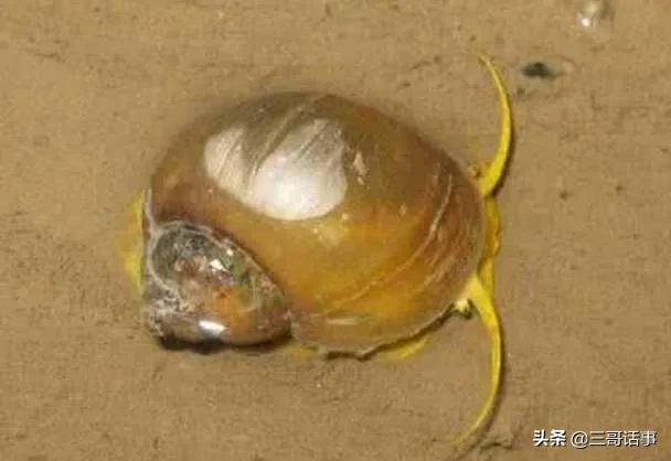 福寿螺作为外来入侵生物,中国人为什么不把它们吃绝种？