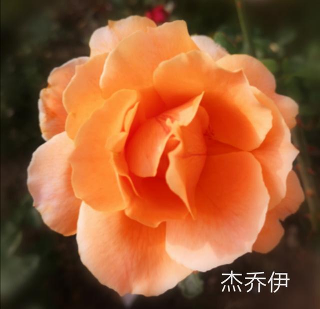 优秀月季花品种介绍百度网:名贵月季十大品种是哪些品种？