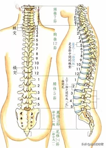 头条问答 - 左后腰脊椎旁边突然疼痛是什么原因?(4个回答)