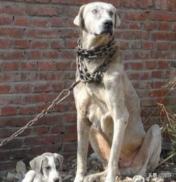 国外猎犬排名:世界上排行前三的猎犬是哪三种猎狗，为什么？