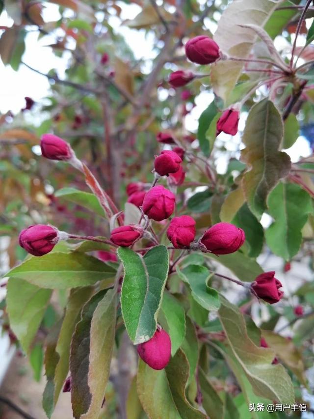 4大桃花月份：桃花几月份