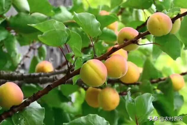 安第斯山猫可以养殖吗:海拔1200米左右的高山上适合种植什么蔬菜、树木和药材？