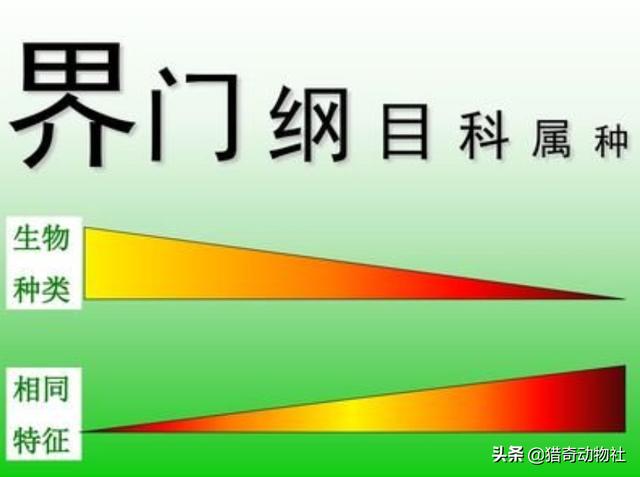 乌龟的种类名称图片:王八、乌龟、鳖、甲鱼有什么区别？