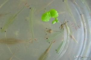 丰年虾孵化器:丰年虾卵孵化受哪些因素影响？