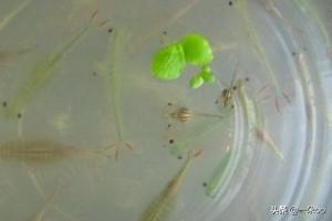 丰年虾孵化盐度:丰年虾孵化盐度比重 丰年虾的盐含量对金鱼有害吗？