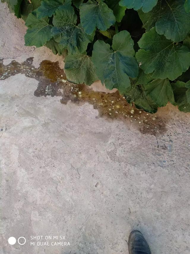 狗得犬瘟热初期症状:狗狗犬瘟初期到中期是多久？