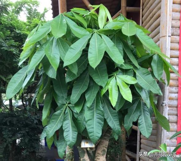 发财树怎么养才长得好:发财树需要天天放在阳台上通风吗？一次通多少时间？
