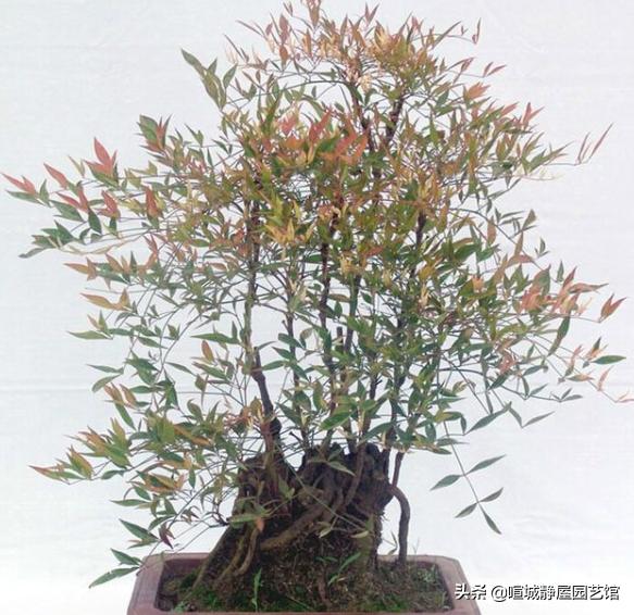 头条问答 南天竹盆栽需注意些什么 29个回答