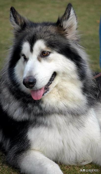 阿拉斯加雪橇犬好养吗为啥:为什么感觉养阿拉斯加犬的人越来越少了？