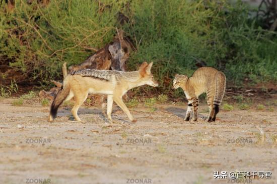 北非沙鼠要多大的笼子:如果把成群野猫放在非洲草原，能否活下去呢？