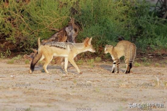 草原斑猫和亚洲野猫:为什么人类几千年了都没驯化猫？ 非洲野猫和狸花猫的区别