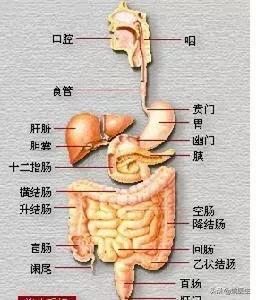 左下腹疼痛是怎么回事 芬芳首席曾医生的回答 头条问答