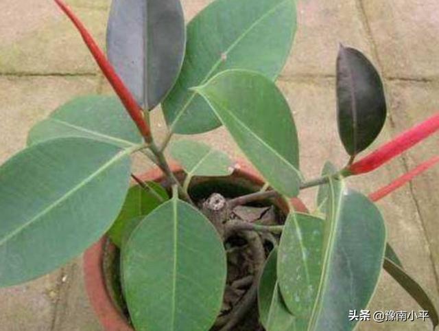 印度橡皮树如何叶插:橡皮树什么时间扦插易活？